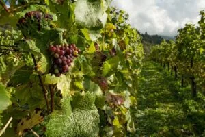 Benefits of Grapeseed Oil