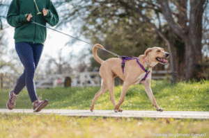 Walking dog - health & fitness