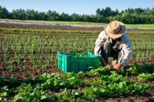 A farmer harvests crops in a field.