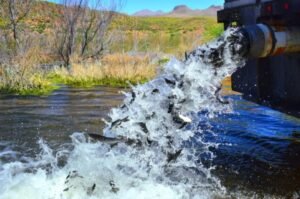 A file photo shows fish being released into Arizona's San Carlos Lake, a popular fishing destination that has since been closed after officials reported the loss of nearly its entire fish population.
