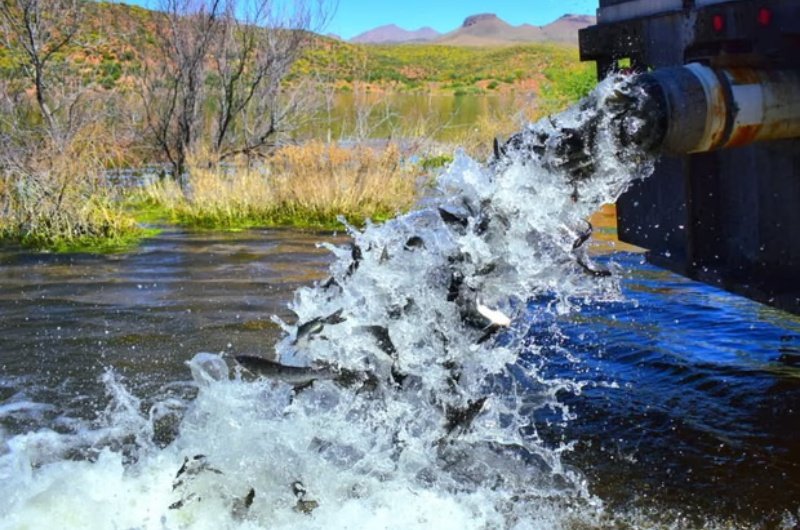 A file photo shows fish being released into Arizona's San Carlos Lake, a popular fishing destination that has since been closed after officials reported the loss of nearly its entire fish population.