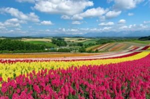 Summer fields stretch across Furano in Hokkaido, where rolling farmland, flower gardens and cooler northern weather offer a different side of Japan.