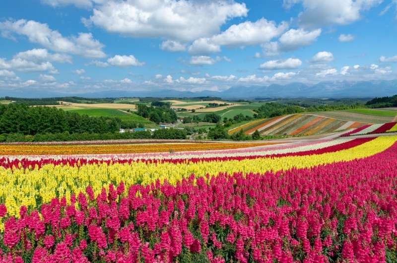 Summer fields stretch across Furano in Hokkaido, where rolling farmland, flower gardens and cooler northern weather offer a different side of Japan.